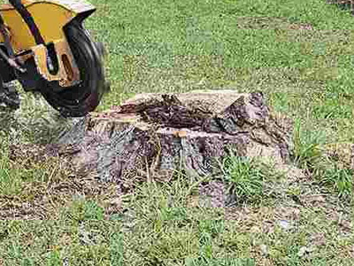 Stump Grinding