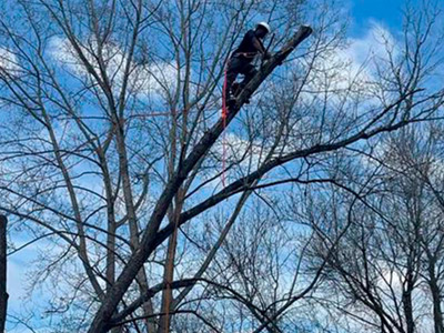 Tree Removals