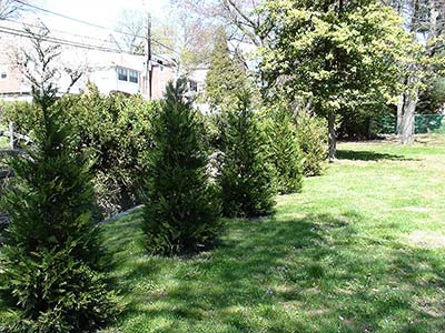 Spring Landscaping Ideas, Springfield, PA
